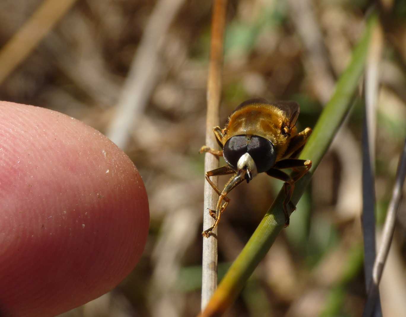 Merodon femmina e maschio (Sardegna)